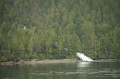 Inside Passage 'Prince Rupert - Port Hardy' 24_09_2011 (592)